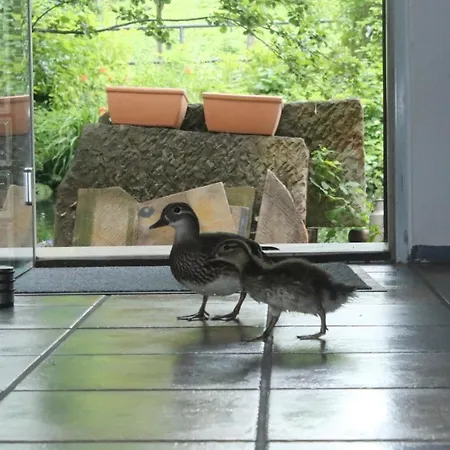 Gerberhaus アパート コットブス