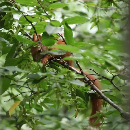 アパート Gerberhaus コットブス