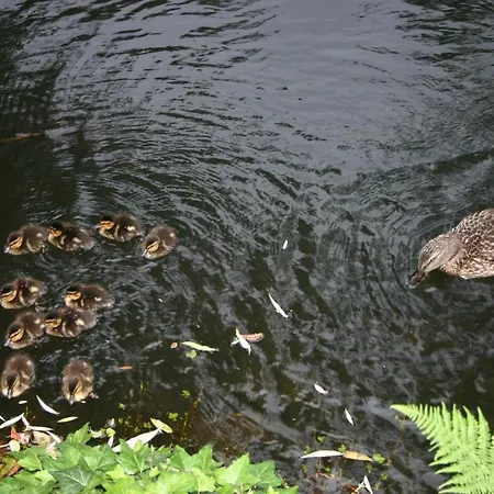 Gerberhaus コットブス